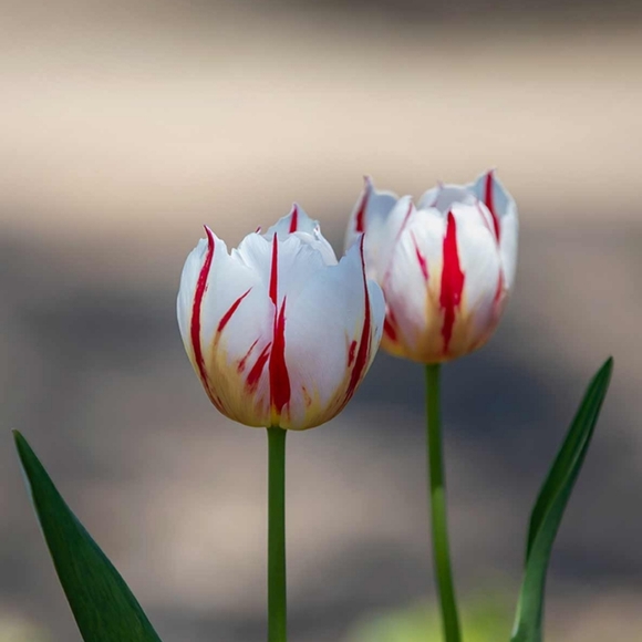 Meet your Posher, Luz - Picture 1 of 1